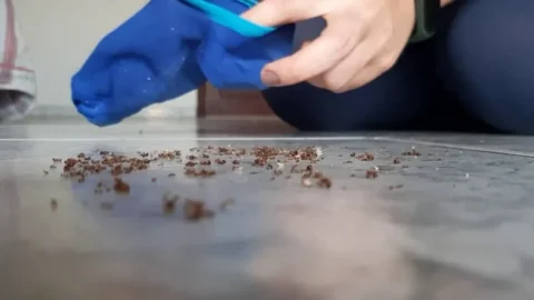 Giantess Hajar – Ants crush by Hajar