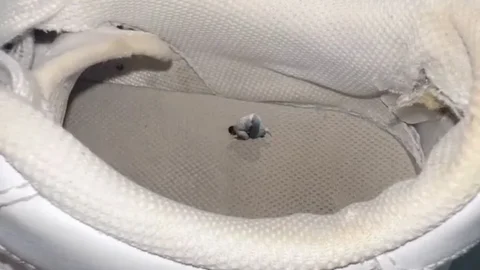 Giantess EditZ – Slave Licking The Insole Of Her Shoe Sfx