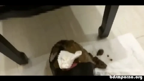 Chinese Scat Love – Lucky Slave Jerks Off While Eating The Shit